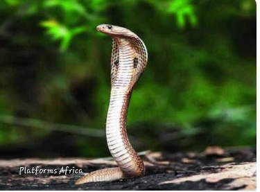 Snakes On The Loose As Heatwaves Worsen; 8 Tips To Stay Safe